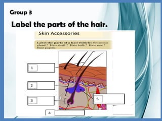 Group 3
Label the parts of the hair.
 