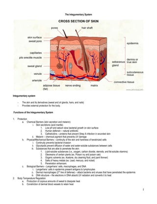 The Integumentary System




Integumentary system

     -   The skin and its derivatives (sweat and oil glands, hairs, and nails)
     -   Provides external protection for the body.

Functions of the Integumentary System

1.   Protection
          a. Chemical Barriers (skin secretion and melanin)
                    i. Skin secretions (acid mantle)
                             1. Low pH and sebum slow bacterial growth on skin surface
                             2. Human defensin – natural antibiotic
                             3. Cathelicidins – proteins that prevent Strep A infection in wounded skin
                   ii. Melanin – chemical pigment that prevents UV damage
          b. Physical/Mechanical Barriers – continuity of the skin and hardness of keratinized cells
                    i. Continuity prevents bacterial invasion
                   ii. Glycolipids prevent diffusion of water and water-soluble substances between cells
                  iii. Substances that are able to penetrate the skin:
                             1. Lipid-soluble substances (i.e., oxygen, carbon dioxide, steroids, and fat-soluble vitamins)
                             2. Oleoresins of certain plants (ex. Poison ivy and poison oak)
                             3. Organic solvents (ex. Acetone, dry cleaning fluid, and paint thinner)
                             4. Salts of heavy metals (ex. Lead, mercury, and nickel)
                             5. Penetration enhancers
          c. Biological Barriers – Langerhans’ cells, macrophages, and DNA
                    i. Langerhans’ cells in epidermis present antigens to lymphocytes
                  ii. Dermal macrophages (2nd line of defense) – attack bacteria and viruses that have penetrated the epidermis
                  iii. DNA structure – the electrons in DNA absorb UV radiation and converts it to heat
2.   Body Temperature Regulation
          a. Production of copious amounts of sweat to dissipate heat
          b. Constriction of dermal blood vessels to retain heat

                                                                                                                                  1
 