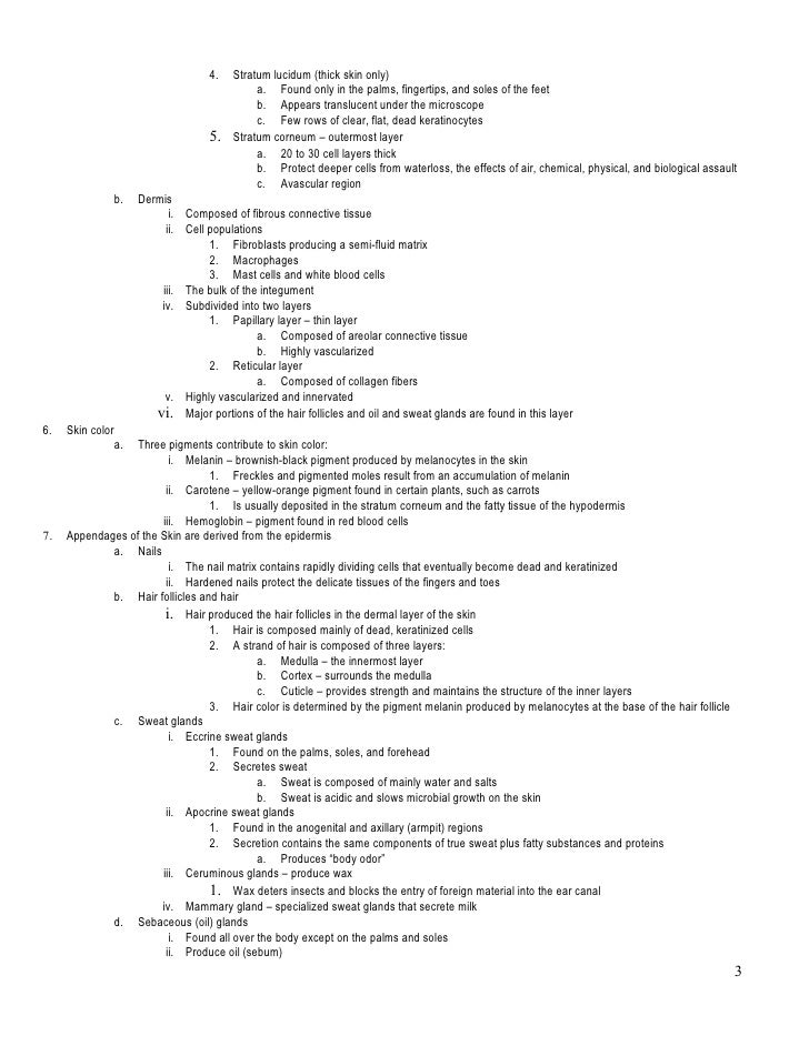 Integumentary System Outline