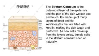 The Stratum Corneum is the
outermost layer of the epidermis
and the part of the skin we can see
and touch. It’s made up of many
layers of dead and flat
keratinocytes that are filled with
keratin, making the skin tough and
protective. As new cells move up
from the layers below, the old cells
in the stratum corneum shed off
naturally.
 