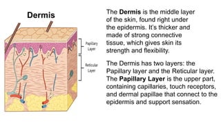 Dermis The Dermis is the middle layer
of the skin, found right under
the epidermis. It’s thicker and
made of strong connective
tissue, which gives skin its
strength and flexibility.
The Dermis has two layers: the
Papillary layer and the Reticular layer.
The Papillary Layer is the upper part,
containing capillaries, touch receptors,
and dermal papillae that connect to the
epidermis and support sensation.
 