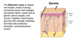 The Reticular Layer is deeper
and thicker, made of strong
connective tissue with collagen
and elastin fibers, sweat and oil
glands, blood vessels, and
nerves. Together, these layers
give the skin strength, flexibility,
and help with protection,
sensation, and temperature
control.
Dermis
 