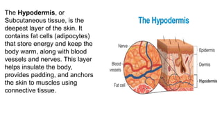 The Hypodermis, or
Subcutaneous tissue, is the
deepest layer of the skin. It
contains fat cells (adipocytes)
that store energy and keep the
body warm, along with blood
vessels and nerves. This layer
helps insulate the body,
provides padding, and anchors
the skin to muscles using
connective tissue.
 