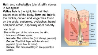Hair, also called pilus (plural: pili), comes
in two types:
Vellus hair is the light, thin hair that
covers most of the body. Terminal hair is
the thicker, darker, and longer hair found
on the scalp, eyebrows, eyelashes, beard,
and pubic areas, especially after puberty.
Hair Shaft
The visible part of the hair above the skin.
• Made up of three layers:
• Medulla: The soft center (not always present).
• Cortex: The thick layer with keratin and
pigment (gives hair its color).
• Cuticle: The outermost layer, like protective
scales.
 