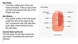 Nail Plate
• The hard, visible part of the nail
made of keratin. It lies on top of the
nail bed and protects the tips of the
fingers and toes.
Nail Matrix
• The growth center of the nail found
under the skin at the base of the
nail. It produces new nail cells that
push older ones forward to form
the nail plate.
Cuticle (Eponychium)
The thin layer of skin that covers the
nail matrix. It protects the area from
infection.
•
 
