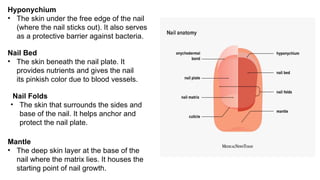 Mantle
• The deep skin layer at the base of the
nail where the matrix lies. It houses the
starting point of nail growth.
Hyponychium
• The skin under the free edge of the nail
(where the nail sticks out). It also serves
as a protective barrier against bacteria.
Nail Bed
• The skin beneath the nail plate. It
provides nutrients and gives the nail
its pinkish color due to blood vessels.
Nail Folds
• The skin that surrounds the sides and
base of the nail. It helps anchor and
protect the nail plate.
 