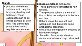 Glands
• produce and release
substances to help the
body stay healthy and
balanced. These
substances can be oil,
sweat, earwax, or even
milk. The glands help
protect the skin and
regulate temperature.
Sebaceous Glands (Oil glands)
• These glands are connected to hair
follicles.
• They produce sebum, a natural oil
that moisturizes and protects the skin
and hair.
• Sebum keeps the skin soft and
waterproof, and it also has some
antibacterial properties.
• Most active during puberty because of
hormone changes.
• Found in: Face, scalp, chest —
almost everywhere except palms and
soles.
 