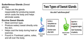 Sudoriferous Glands (Sweat
glands)
• These are the glands
responsible for producing sweat,
which cools the body and helps
eliminate waste.
Eccrine Sweat Glands
• Most common type.
• Produce watery sweat directly onto
the skin.
• Helps cool the body during heat or
exercise.
• Found in: Forehead, palms, soles,
and all over the body.
 