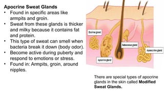 Apocrine Sweat Glands
• Found in specific areas like
armpits and groin.
• Sweat from these glands is thicker
and milky because it contains fat
and protein.
• This type of sweat can smell when
bacteria break it down (body odor).
• Become active during puberty and
respond to emotions or stress.
• Found in: Armpits, groin, around
nipples.
There are special types of apocrine
glands in the skin called Modified
Sweat Glands.
 
