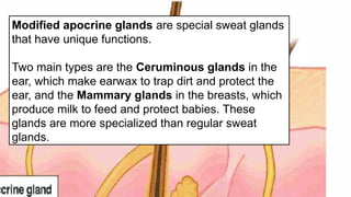Modified apocrine glands are special sweat glands
that have unique functions.
Two main types are the Ceruminous glands in the
ear, which make earwax to trap dirt and protect the
ear, and the Mammary glands in the breasts, which
produce milk to feed and protect babies. These
glands are more specialized than regular sweat
glands.
 