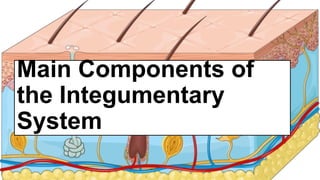 Main Components of
the Integumentary
System
 