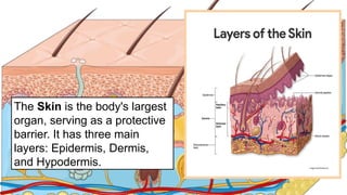 The Skin is the body's largest
organ, serving as a protective
barrier. It has three main
layers:​Epidermis, Dermis,
and Hypodermis.
 