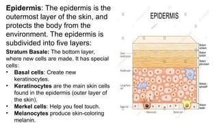 Epidermis: The epidermis is the
outermost layer of the skin, and
protects the body from the
environment. The epidermis is
subdivided into five layers:
Stratum Basale: The bottom layer,
where new cells are made. It has special
cells:
• Basal cells: Create new
keratinocytes.
• Keratinocytes are the main skin cells
found in the epidermis (outer layer of
the skin).
• Merkel cells: Help you feel touch.
• Melanocytes produce skin-coloring
melanin.
 