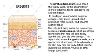 The Stratum Spinosum, also called
the "spiny layer," is the second layer
of the epidermis, found just above the
stratum basale.
In this layer, keratinocytes begin to
change—they move upward, start
producing more keratin, and become
slightly flatter.
The cells look spiny under the microscope
because of desmosomes, which are strong
connections that hold the cells tightly
together and give the skin strength. This
layer is also where Langerhans cells, are a
special type of immune cell found mostly in
the skin they help the body detect harmful
invaders like bacteria, viruses, or other
foreign substances.
 