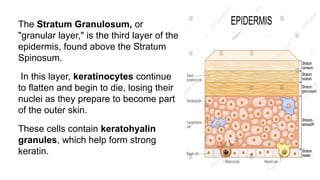 The Stratum Granulosum, or
"granular layer," is the third layer of the
epidermis, found above the Stratum
Spinosum.
In this layer, keratinocytes continue
to flatten and begin to die, losing their
nuclei as they prepare to become part
of the outer skin.
These cells contain keratohyalin
granules, which help form strong
keratin.
 