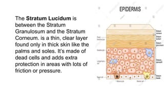 The Stratum Lucidum is
between the Stratum
Granulosum and the Stratum
Corneum. is a thin, clear layer
found only in thick skin like the
palms and soles. It’s made of
dead cells and adds extra
protection in areas with lots of
friction or pressure.
 