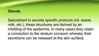 Glands
Specialized to secrete specific products (oil, sweat,
milk, etc.), these structures are derived by an
infolding of the epidermis. In many cases they retain
a connection to the stratum corneum whereby their
secretions can be released at the skin surface.
 