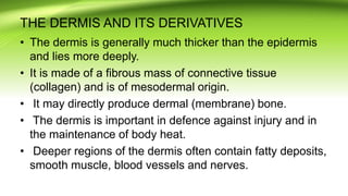 THE DERMIS AND ITS DERIVATIVES
• The dermis is generally much thicker than the epidermis
and lies more deeply.
• It is made of a fibrous mass of connective tissue
(collagen) and is of mesodermal origin.
• It may directly produce dermal (membrane) bone.
• The dermis is important in defence against injury and in
the maintenance of body heat.
• Deeper regions of the dermis often contain fatty deposits,
smooth muscle, blood vessels and nerves.
 