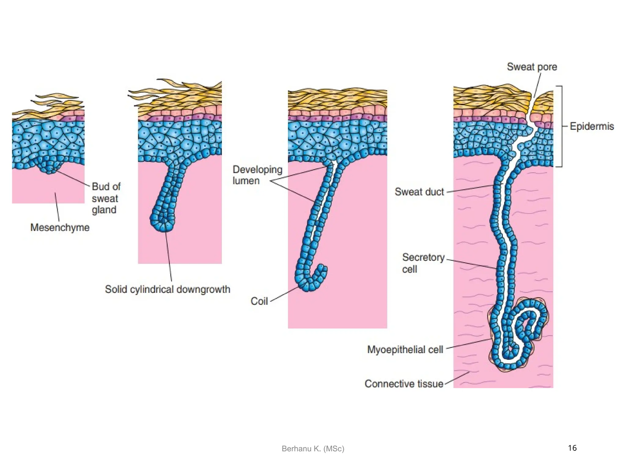 Integumentary development -Embryology.ppt