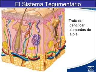 Trata de
identificar
elementos de
la piel
El Sistema Tegumentario
 