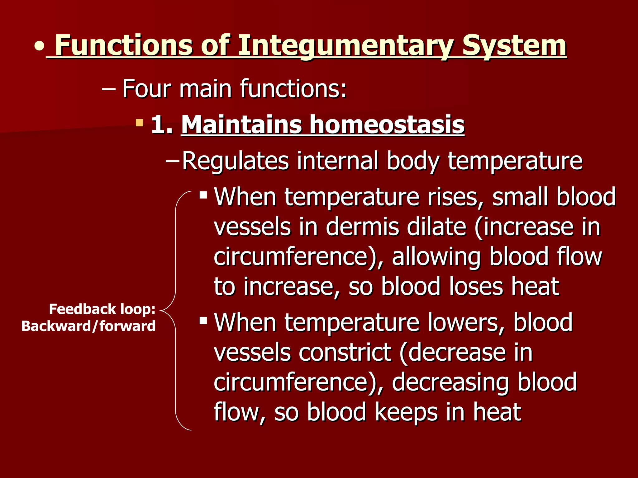 Functions of Integumentary System Four main functions: 1.  Maintains homeostasis Regulates internal body temperature When temperature rises, small blood vessels in dermis dilate (increase in  circumference), allowing blood flow to increase, so blood loses heat When temperature lowers, blood vessels constrict (decrease in circumference), decreasing blood flow, so blood keeps in heat Feedback loop: Backward/forward 