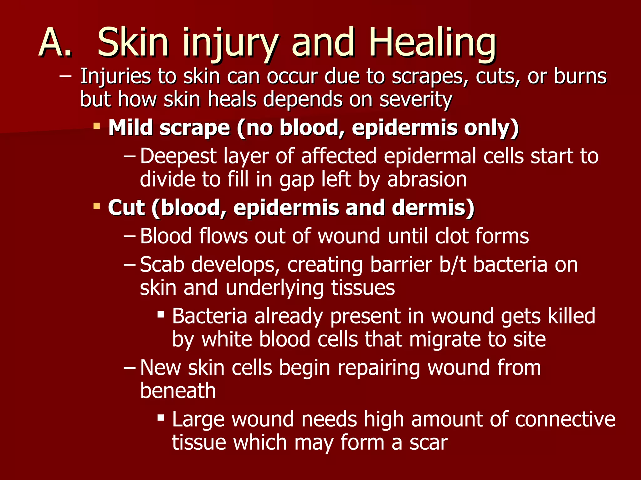 Skin injury and Healing Injuries to skin can occur due to scrapes, cuts, or burns but how skin heals depends on severity Mild scrape (no blood, epidermis only) Deepest layer of affected epidermal cells start to divide to fill in gap left by abrasion Cut (blood, epidermis and dermis) Blood flows out of wound until clot forms Scab develops, creating barrier b/t bacteria on skin and underlying tissues Bacteria already present in wound gets killed by white blood cells that migrate to site New skin cells begin repairing wound from beneath Large wound needs high amount of connective tissue which may form a scar 