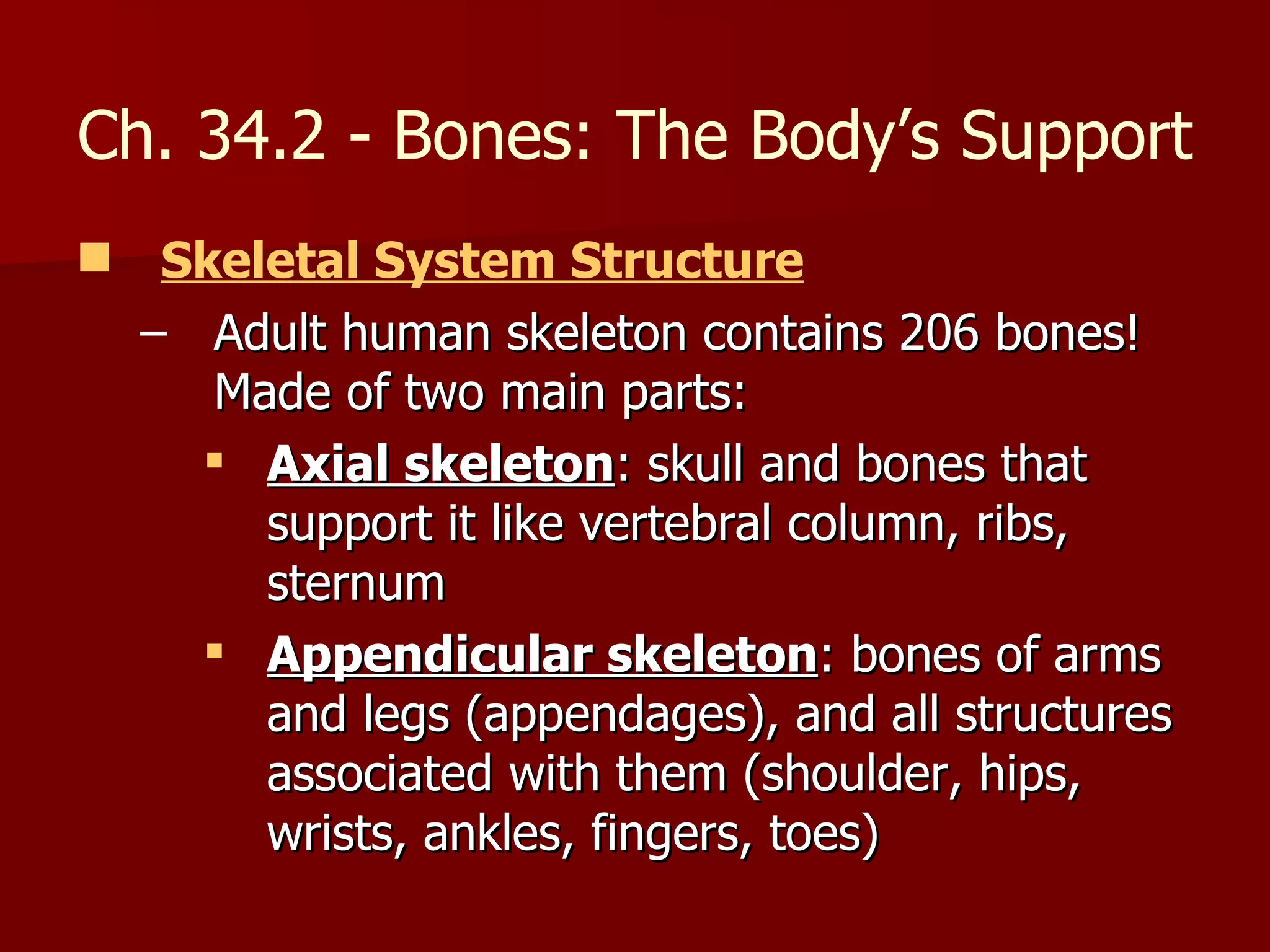 Skeletal System Structure   Adult human skeleton contains 206 bones! Made of two main parts: Axial skeleton : skull and bones that support it like vertebral column, ribs, sternum Appendicular skeleton : bones of arms and legs (appendages), and all structures associated with them (shoulder, hips, wrists, ankles, fingers, toes) Ch. 34.2 - Bones: The Body’s Support 