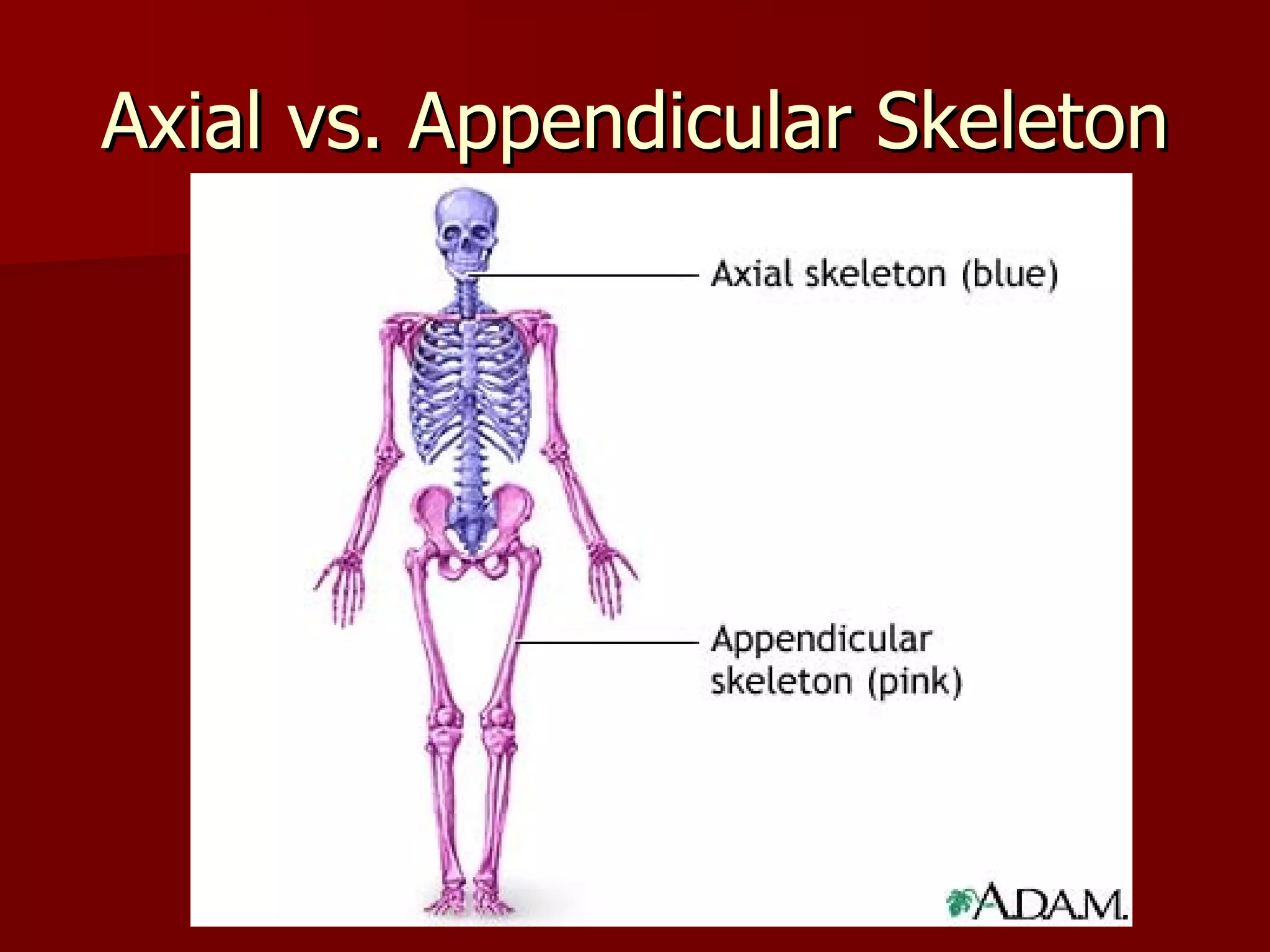 Axial vs. Appendicular Skeleton 