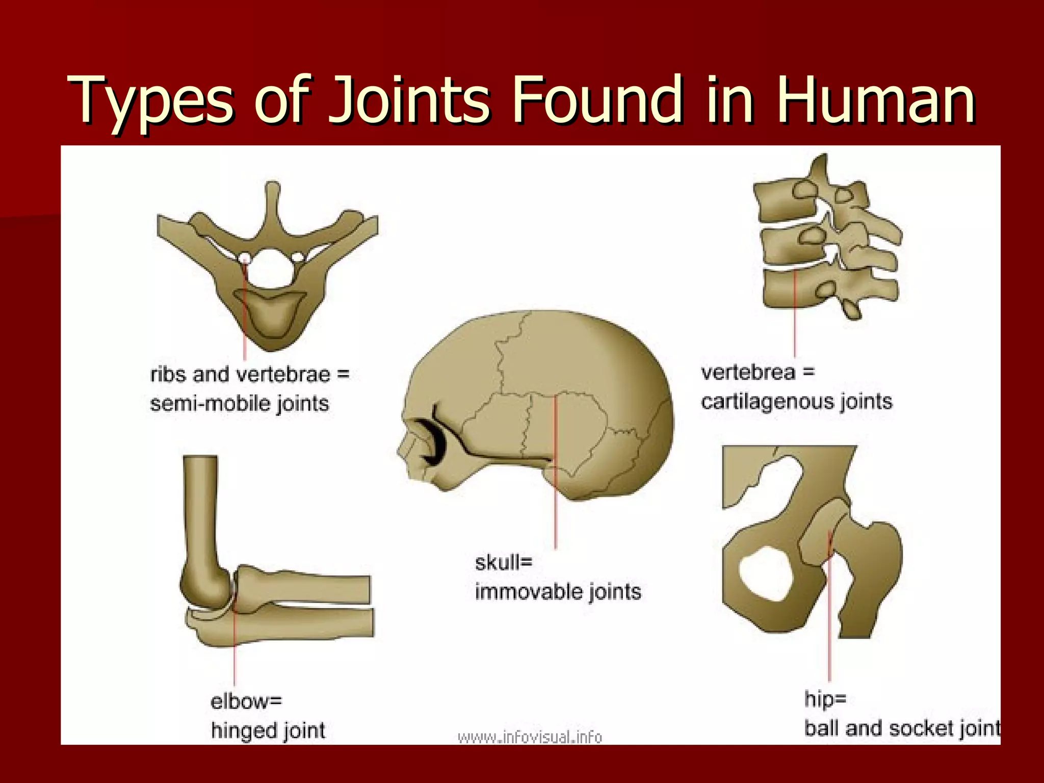 Types of Joints Found in Human 