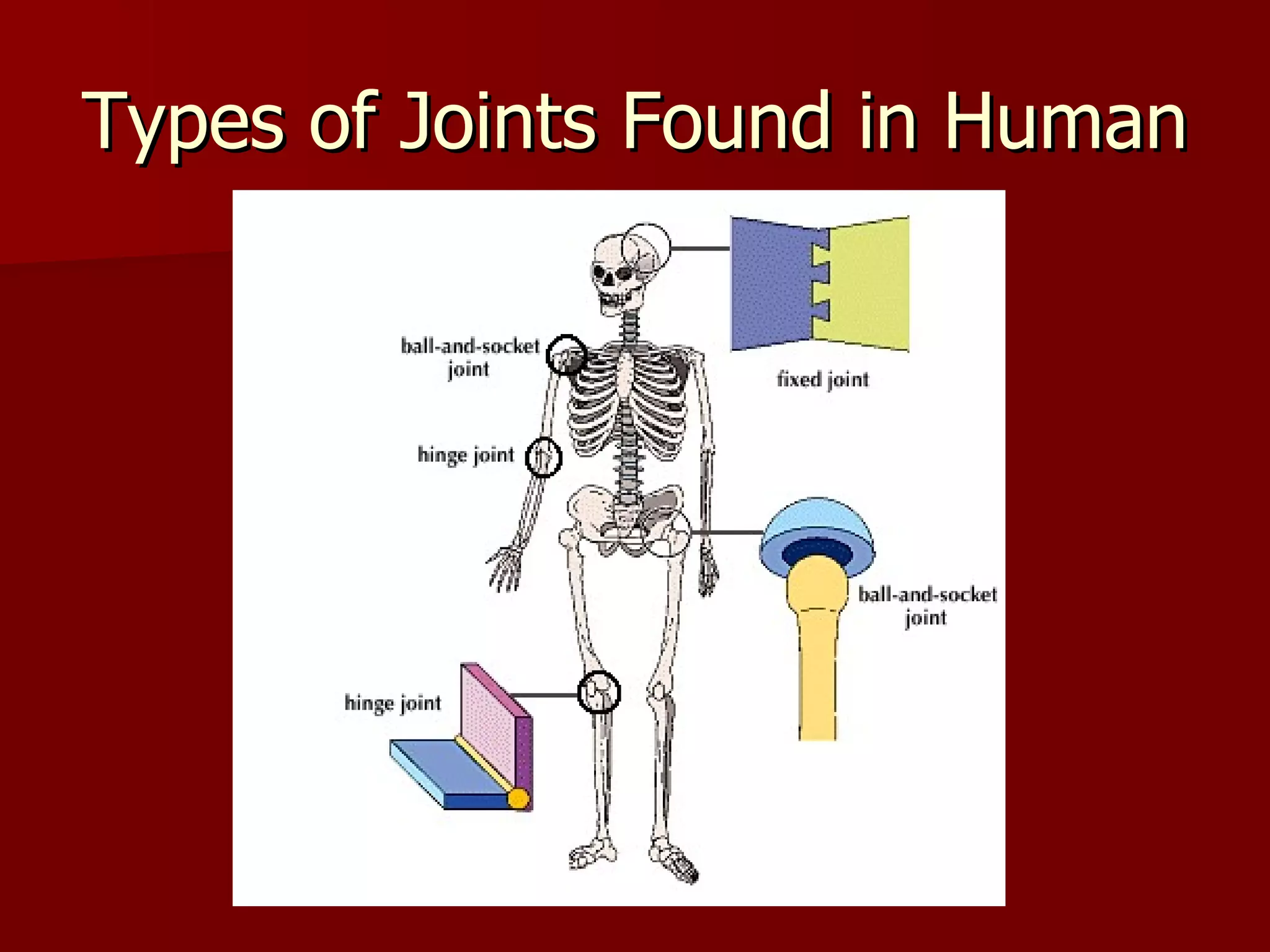 Types of Joints Found in Human 