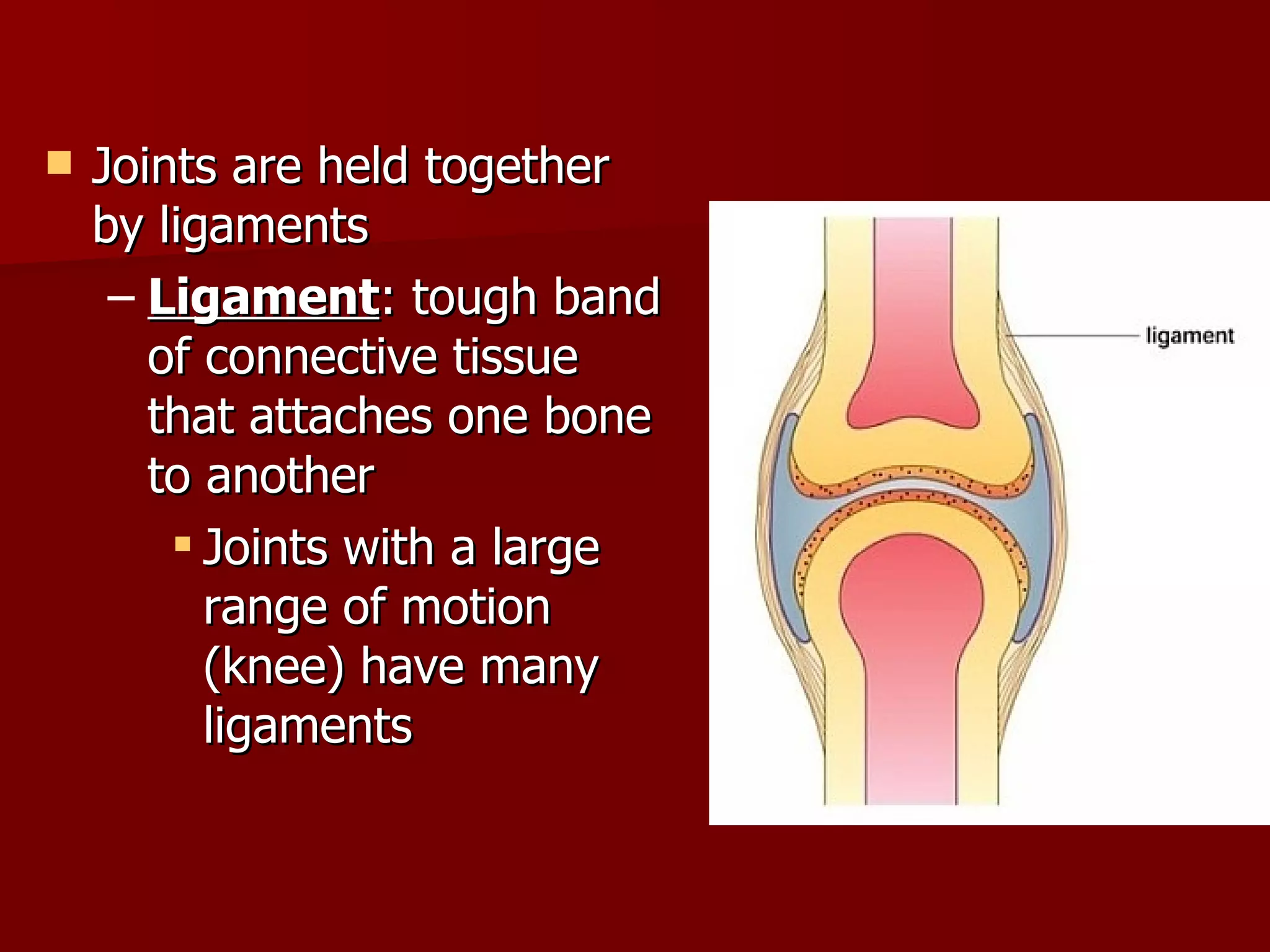 Joints are held together by ligaments Ligament : tough band of connective tissue that attaches one bone to another Joints with a large range of motion (knee) have many ligaments 