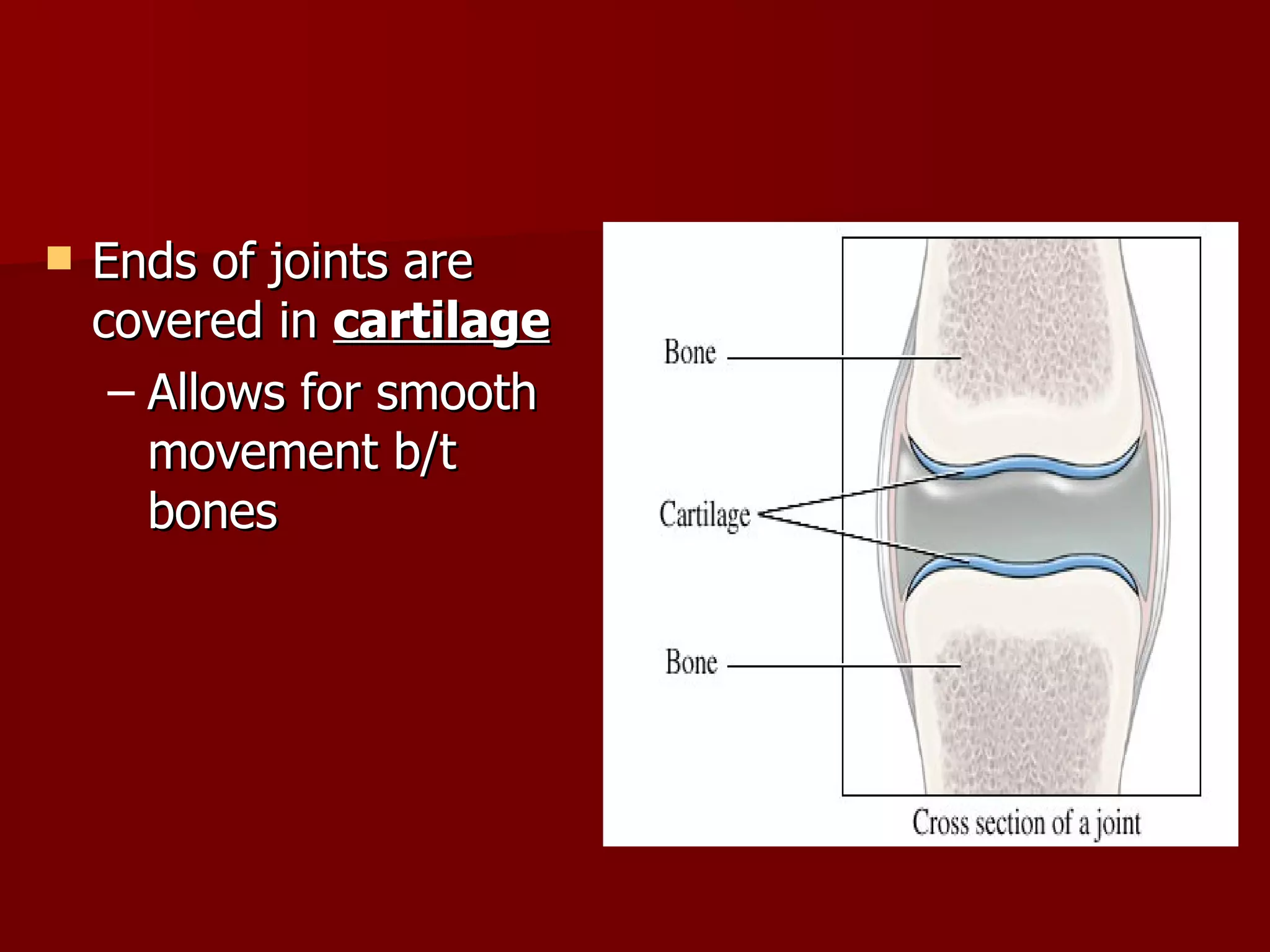 Ends of joints are covered in  cartilage Allows for smooth movement b/t bones 