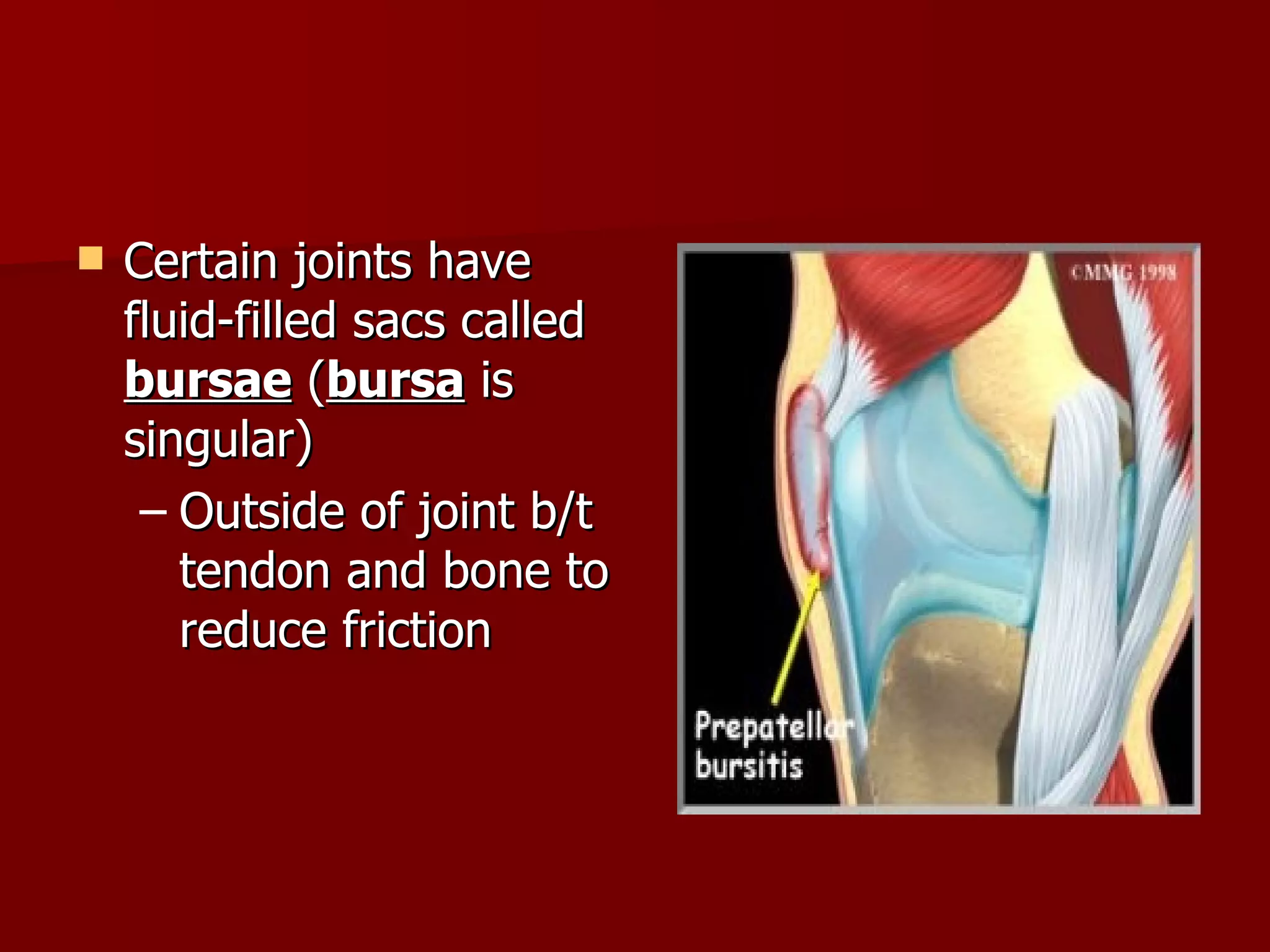 Certain joints have fluid-filled sacs called  bursae  ( bursa  is singular) Outside of joint b/t tendon and bone to reduce friction  