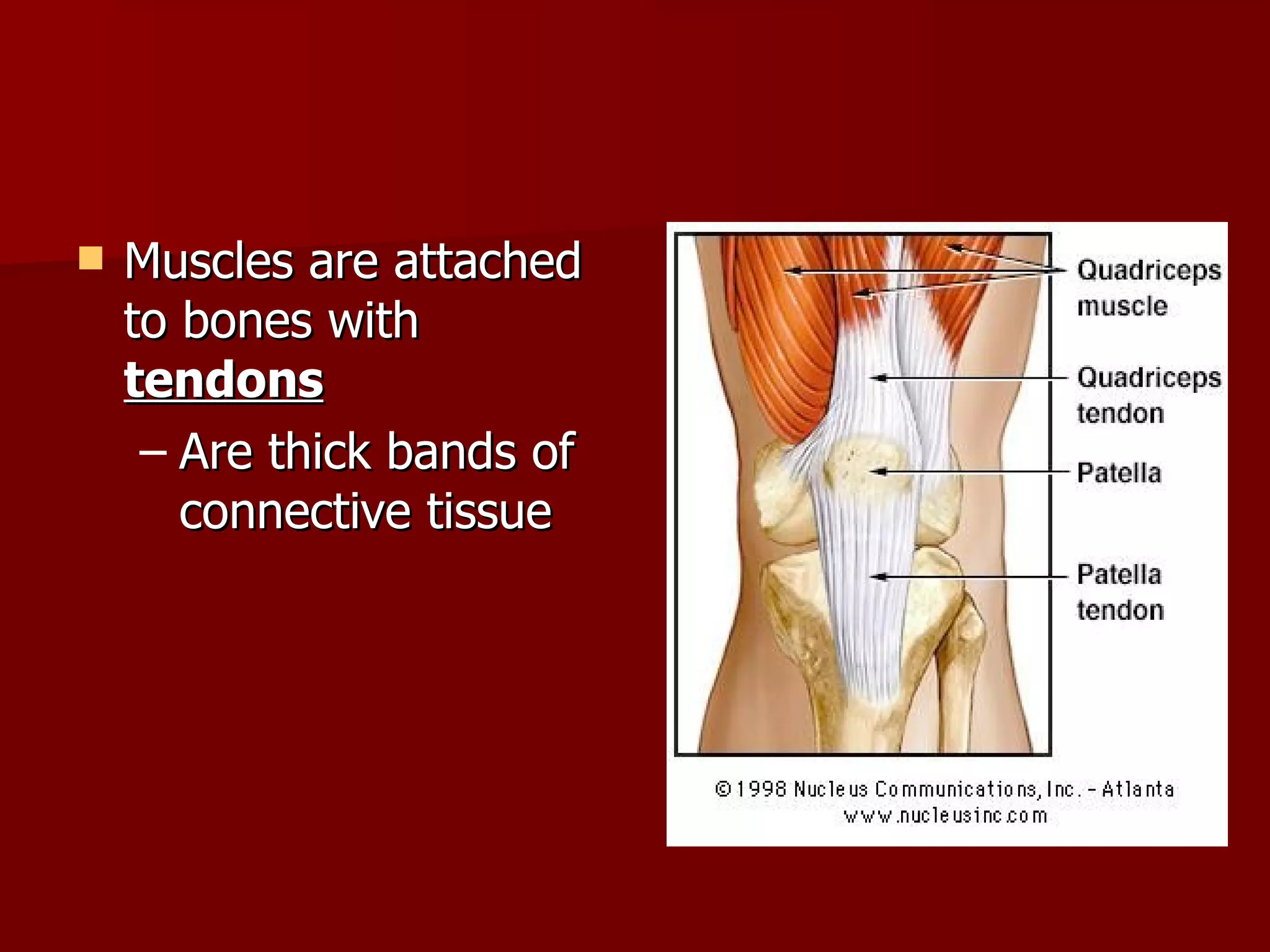 Muscles are attached to bones with  tendons   Are thick bands of connective tissue 