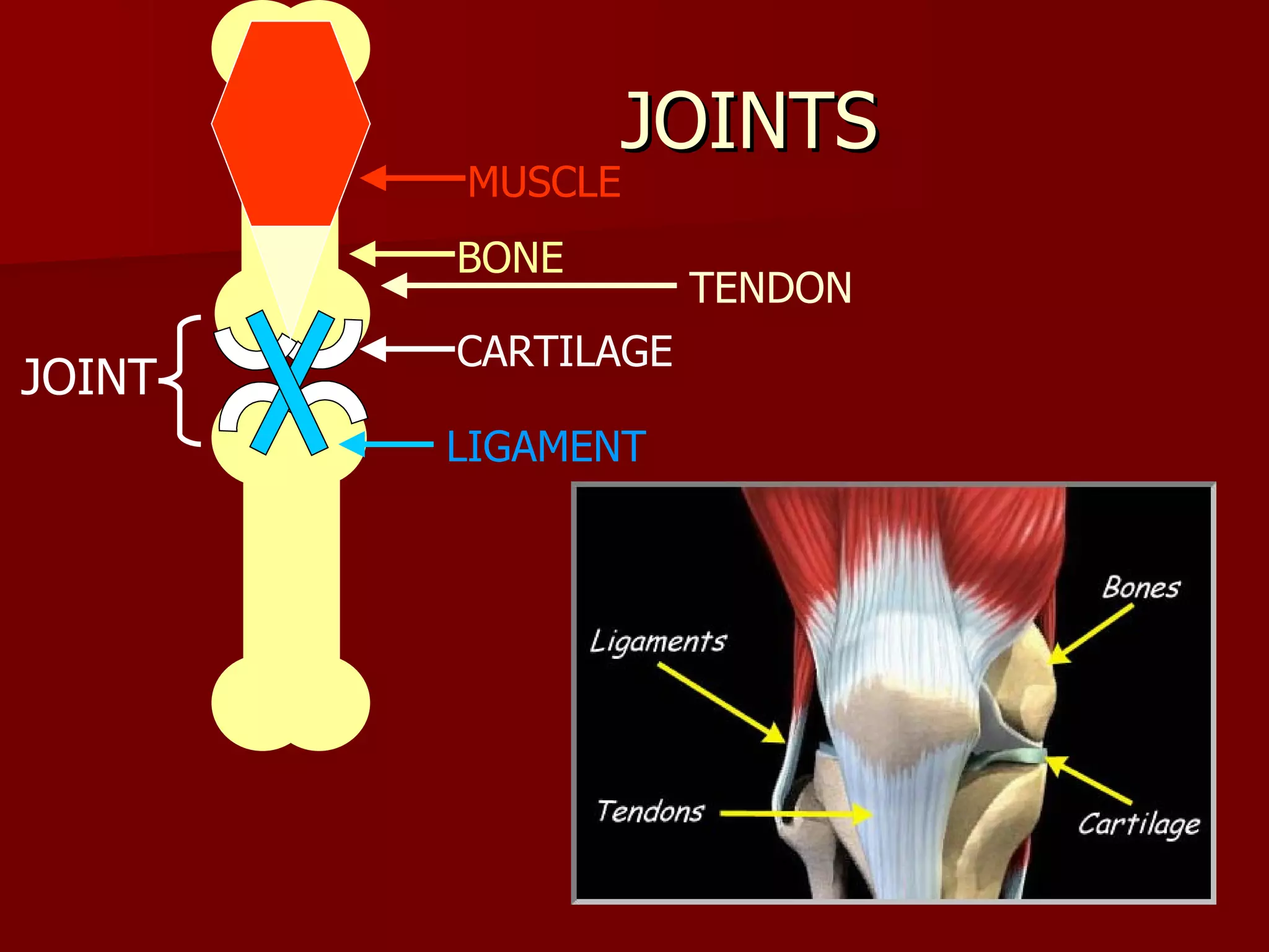 JOINTS  TENDON BONE CARTILAGE LIGAMENT JOINT MUSCLE 