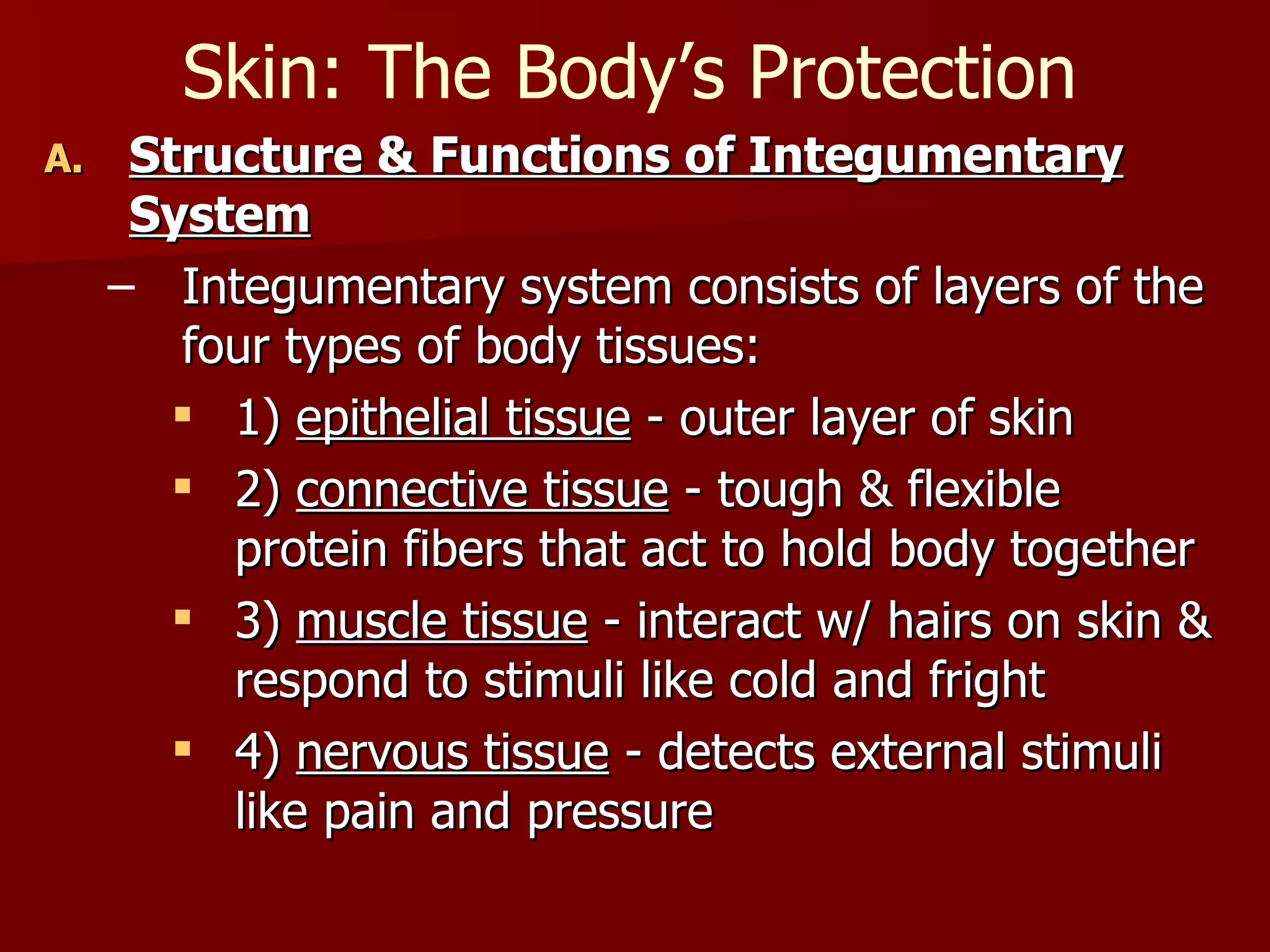 Skin: The Body’s Protection Structure & Functions of Integumentary System Integumentary system consists of layers of the four types of body tissues: 1)  epithelial tissue  - outer layer of skin 2)  connective tissue  - tough & flexible protein fibers that act to hold body together  3)  muscle tissue  - interact w/ hairs on skin & respond to stimuli like cold and fright 4)  nervous tissue  - detects external stimuli like pain and pressure 