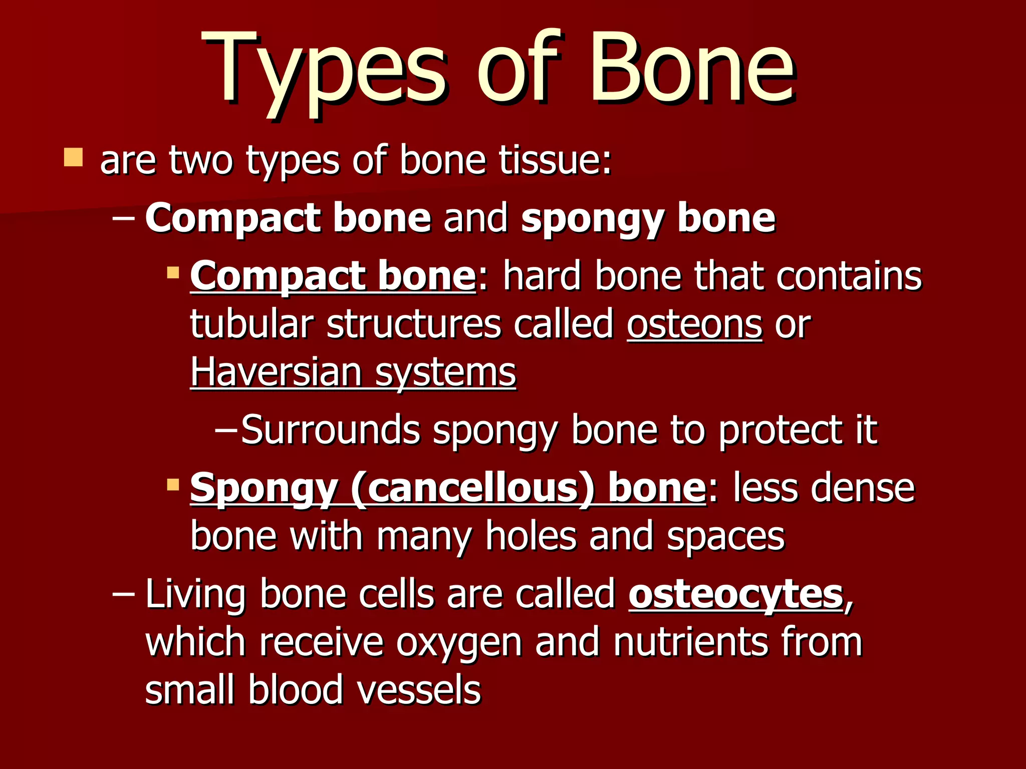 Types of Bone  are two types of bone tissue: Compact bone  and  spongy bone Compact bone : hard bone that contains tubular structures called  osteons  or  Haversian systems Surrounds spongy bone to protect it Spongy (cancellous) bone : less dense bone with many holes and spaces Living bone cells are called  osteocytes , which receive oxygen and nutrients from small blood vessels 