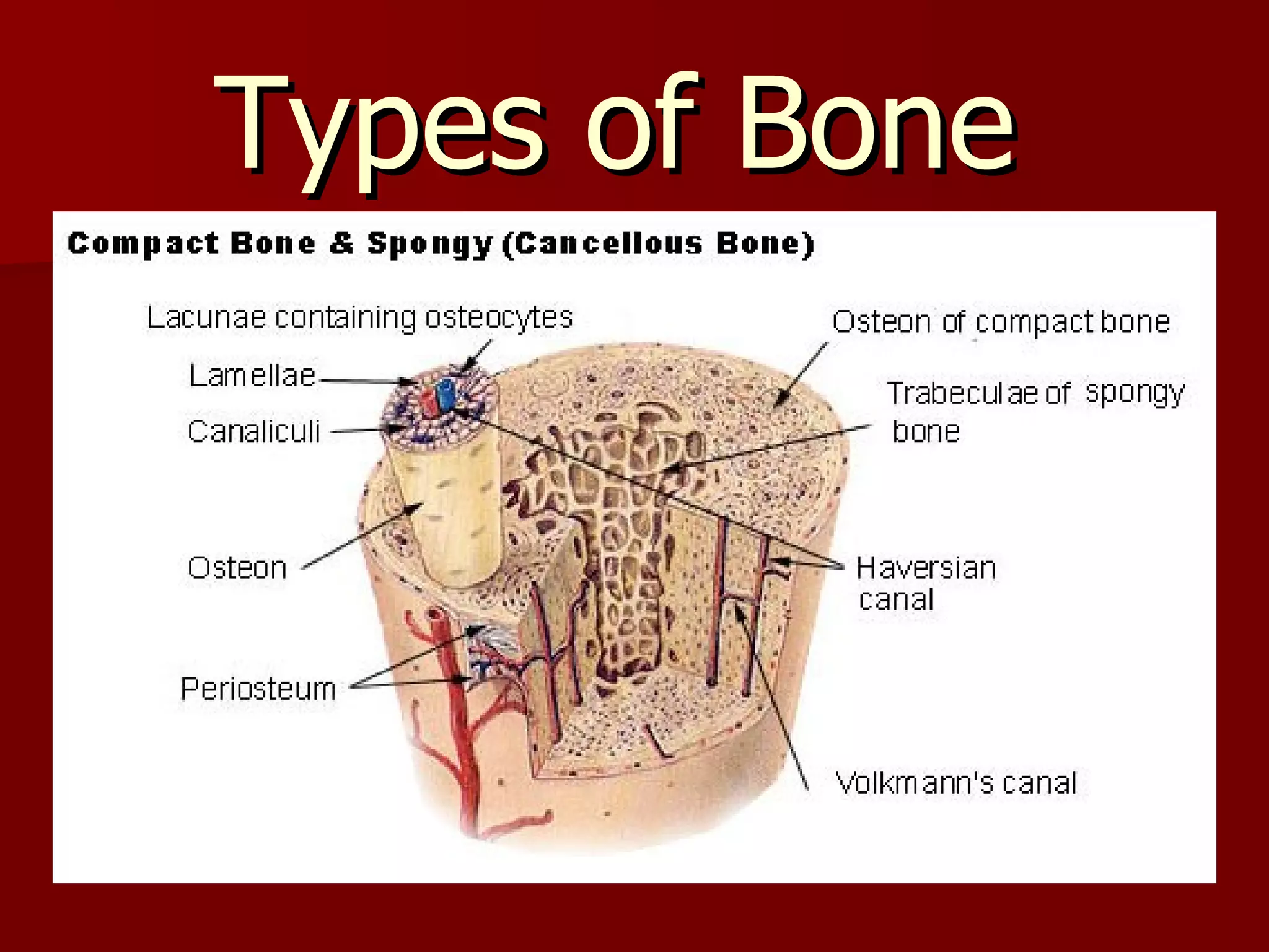 Types of Bone  