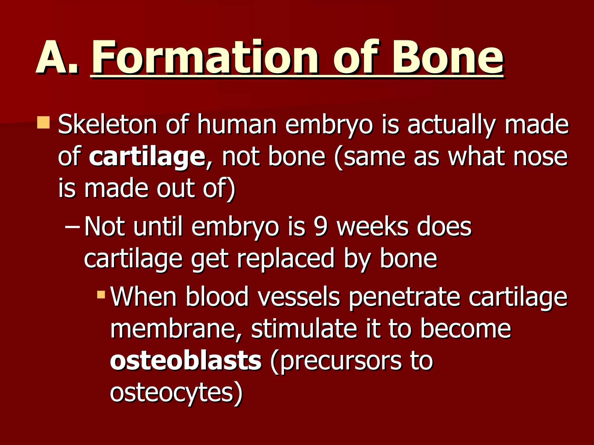 Formation of Bone Skeleton of human embryo is actually made of  cartilage , not bone (same as what nose is made out of) Not until embryo is 9 weeks does cartilage get replaced by bone When blood vessels penetrate cartilage membrane, stimulate it to become  osteoblasts  (precursors to osteocytes) 