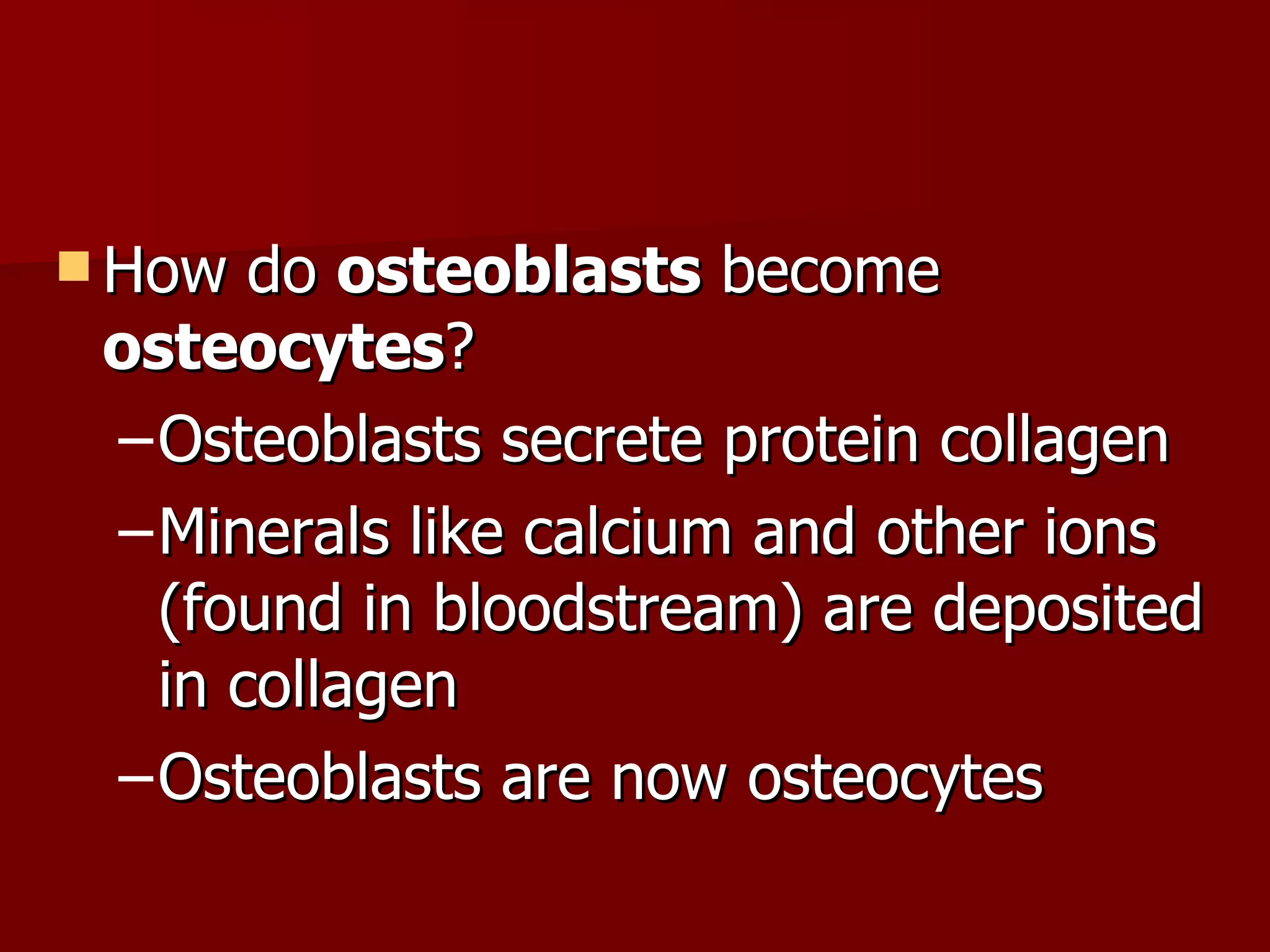 How do  osteoblasts  become  osteocytes ? Osteoblasts secrete protein collagen Minerals like calcium and other ions (found in bloodstream) are deposited in collagen Osteoblasts are now osteocytes 