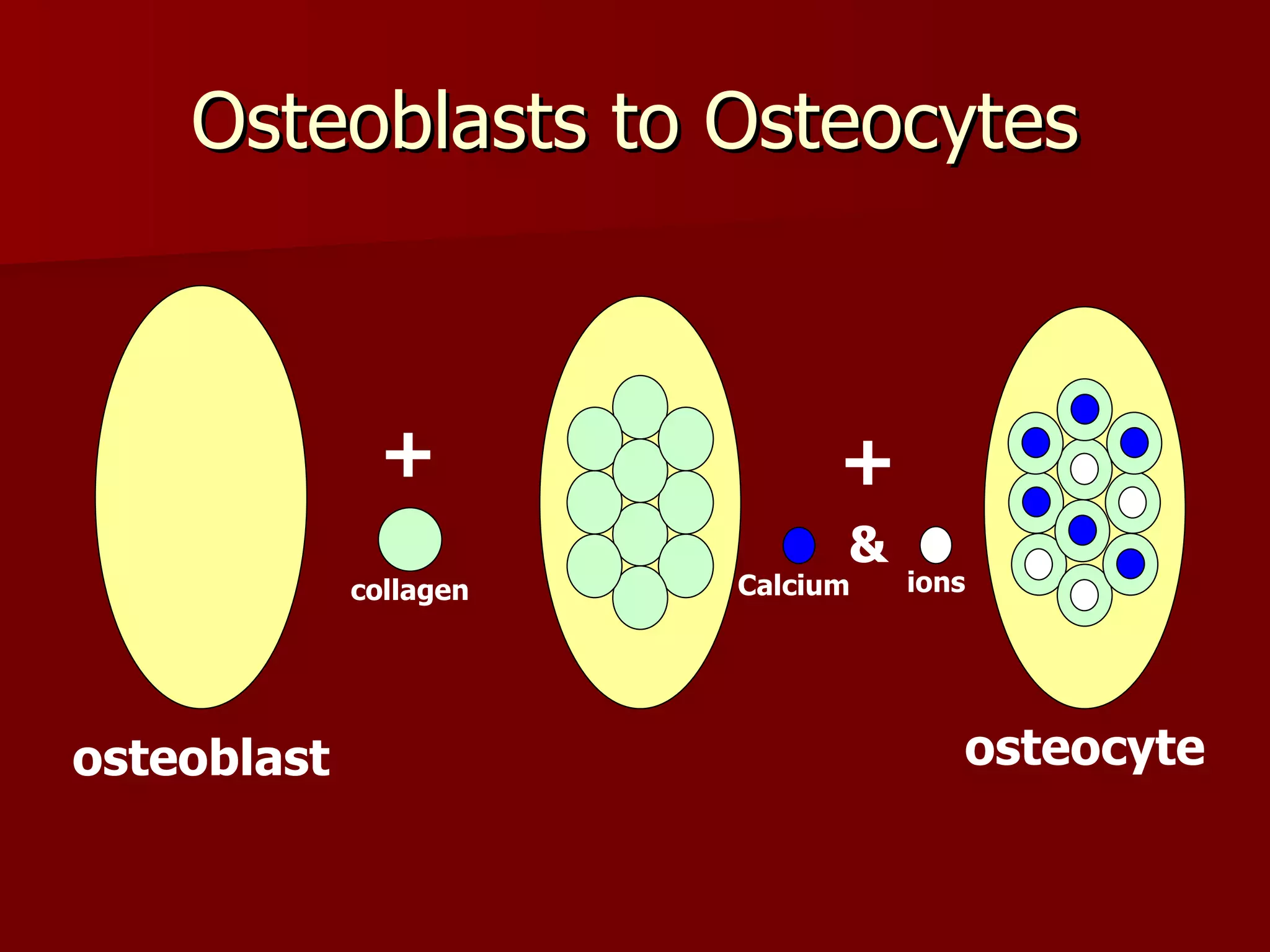 Osteoblasts to Osteocytes osteoblast osteocyte collagen + + & Calcium ions 