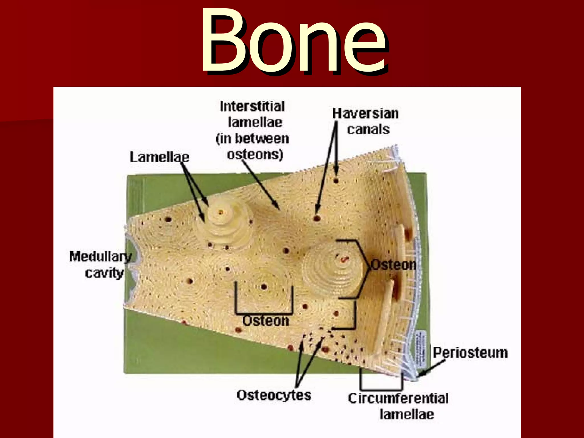 Bone 