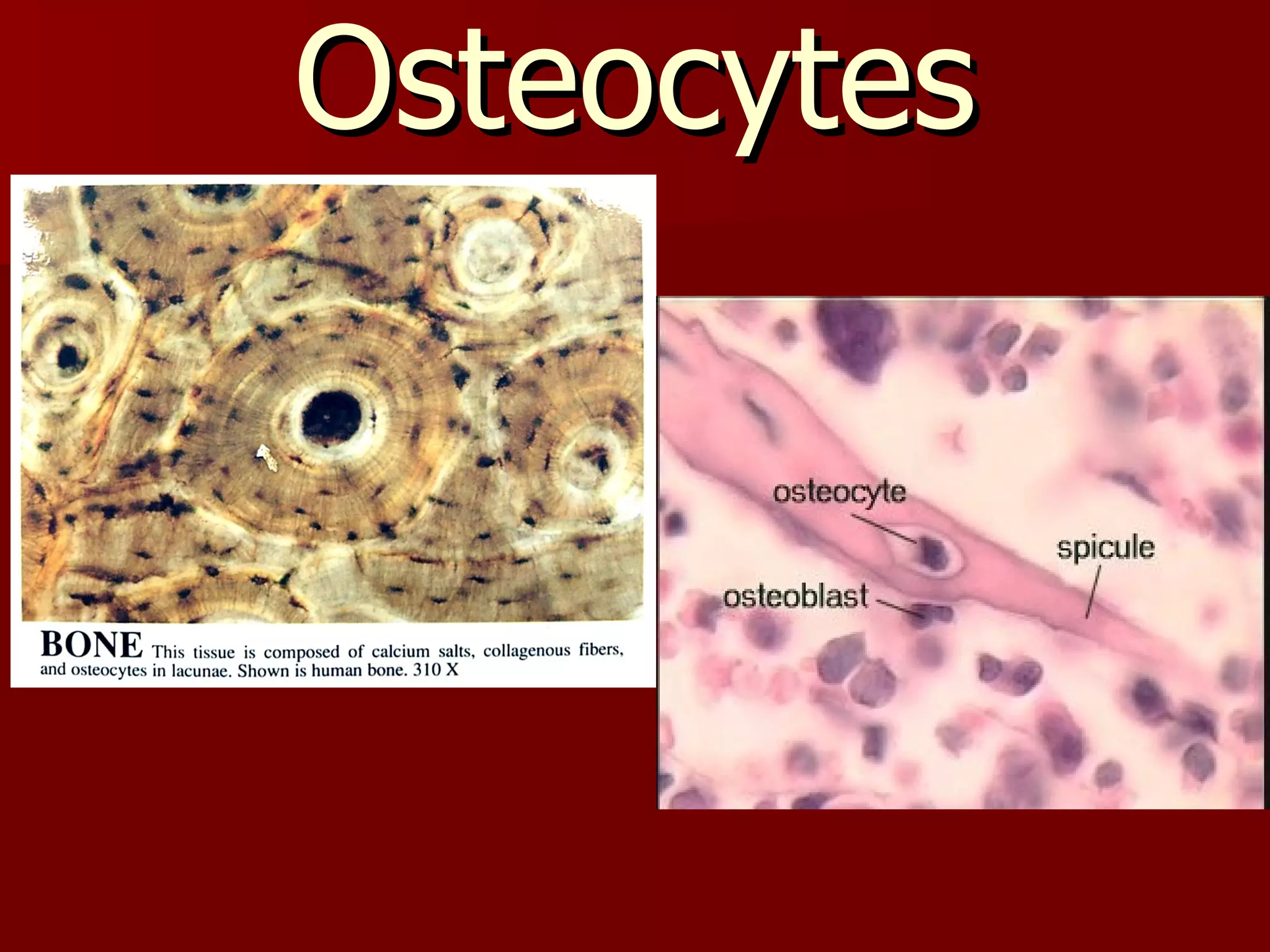 Osteocytes 