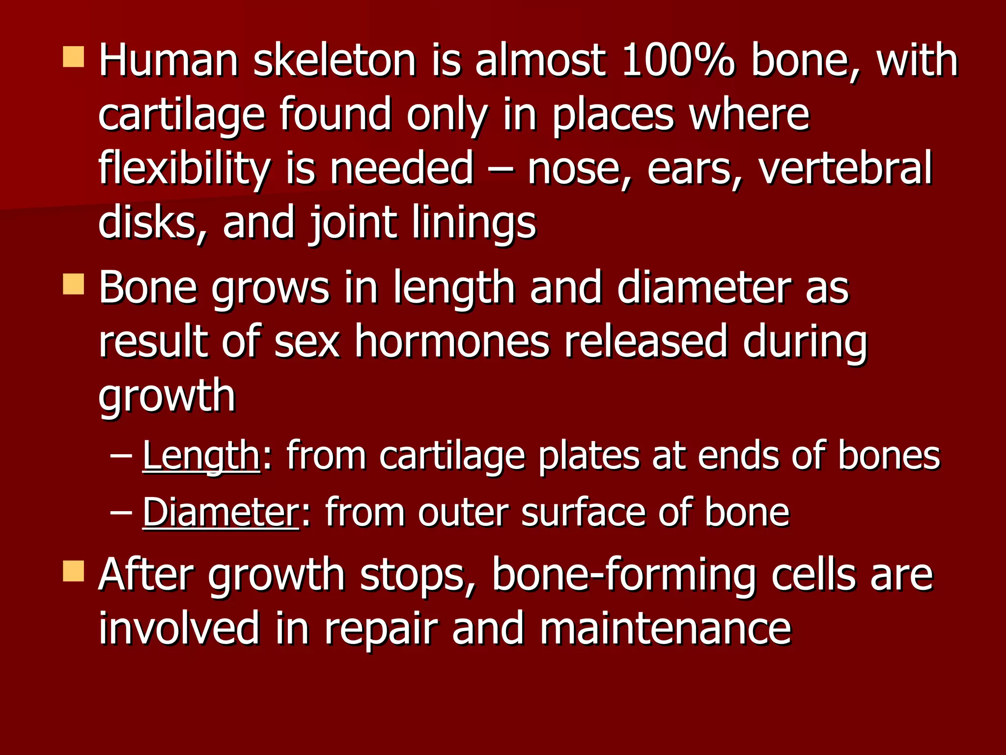 Human skeleton is almost 100% bone, with cartilage found only in places where flexibility is needed – nose, ears, vertebral disks, and joint linings Bone grows in length and diameter as result of sex hormones released during growth  Length : from cartilage plates at ends of bones Diameter : from outer surface of bone After growth stops, bone-forming cells are involved in repair and maintenance  