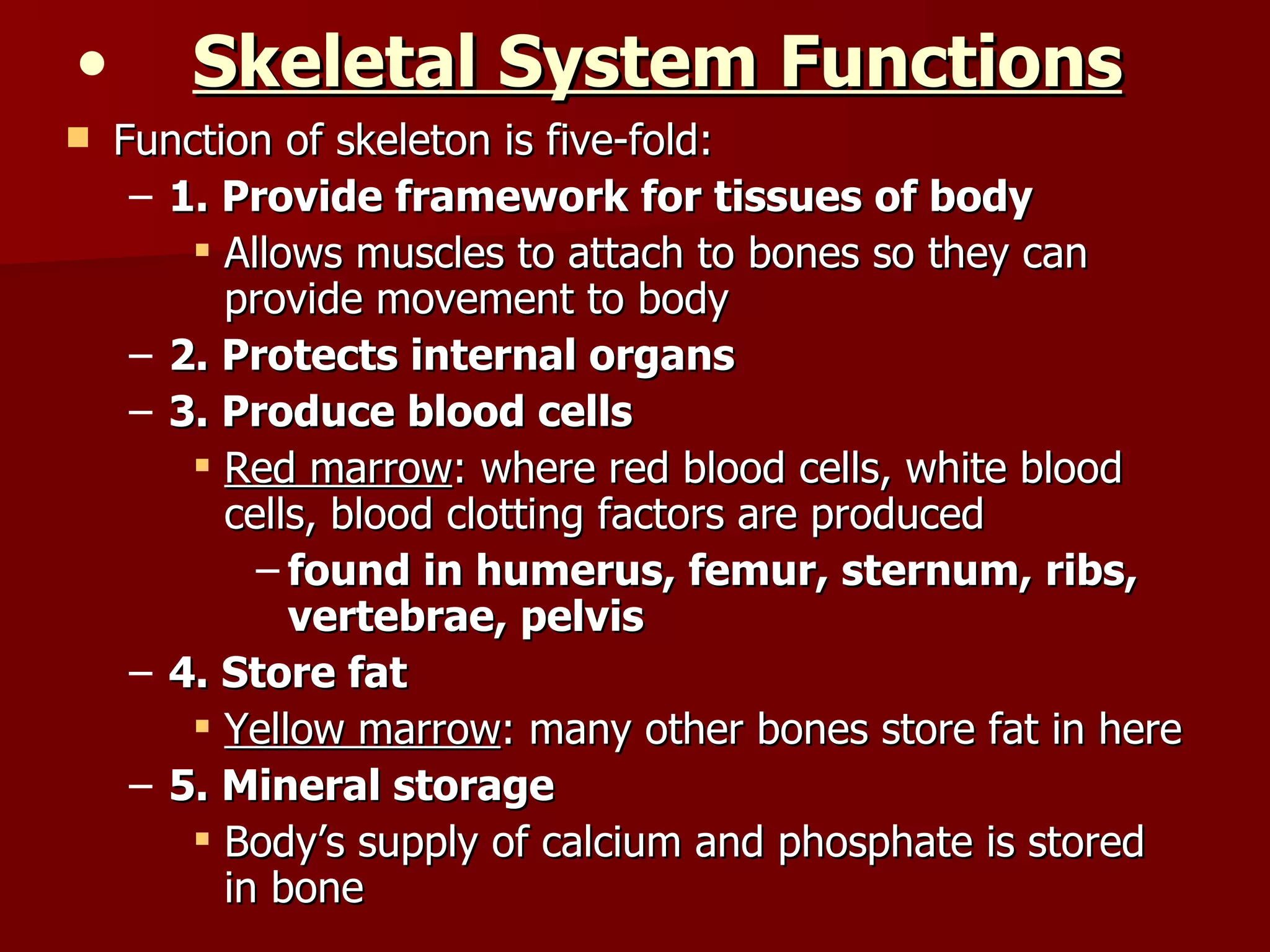 Skeletal System Functions   Function of skeleton is five-fold: 1. Provide framework for tissues of body Allows muscles to attach to bones so they can provide movement to body 2. Protects internal organs 3. Produce blood cells Red marrow : where red blood cells, white blood cells, blood clotting factors are produced found in humerus, femur, sternum, ribs, vertebrae, pelvis 4. Store fat Yellow marrow : many other bones store fat in here 5. Mineral storage Body’s supply of calcium and phosphate is stored in bone 