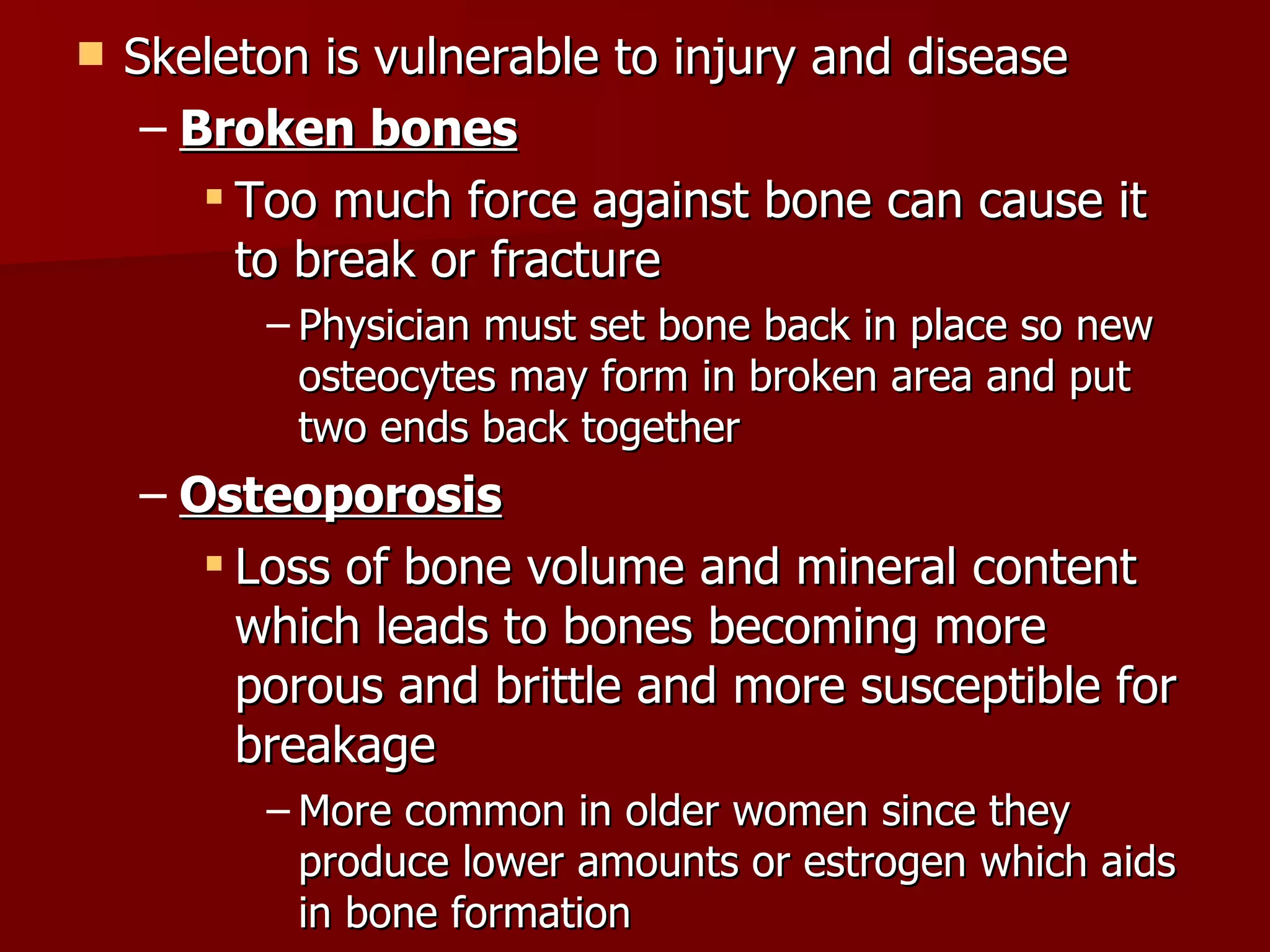 Skeleton is vulnerable to injury and disease Broken bones Too much force against bone can cause it to break or fracture Physician must set bone back in place so new osteocytes may form in broken area and put two ends back together Osteoporosis Loss of bone volume and mineral content which leads to bones becoming more porous and brittle and more susceptible for breakage More common in older women since they produce lower amounts or estrogen which aids in bone formation 