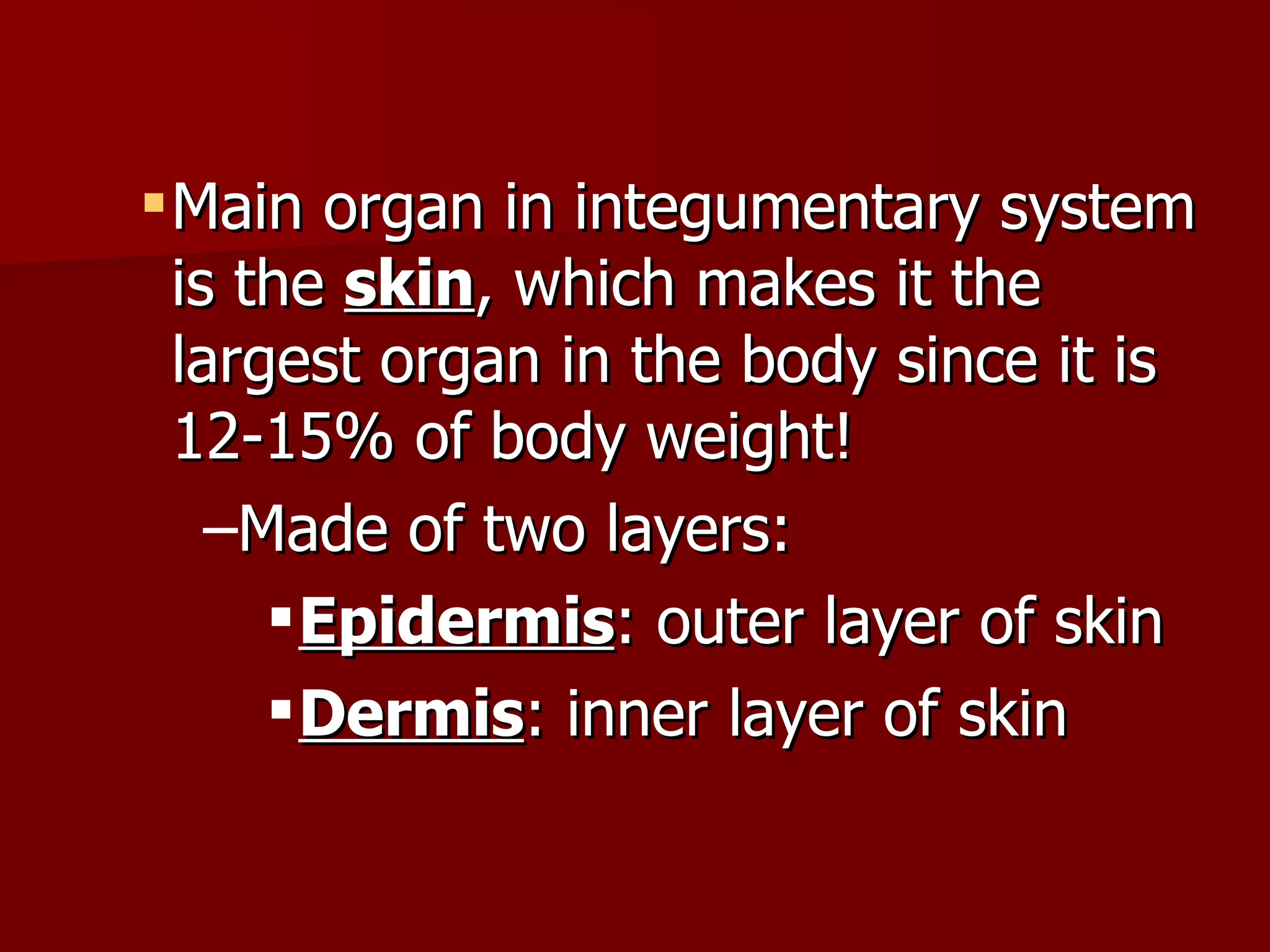 Main organ in integumentary system is the  skin , which makes it the largest organ in the body since it is 12-15% of body weight! Made of two layers: Epidermis : outer layer of skin Dermis : inner layer of skin 