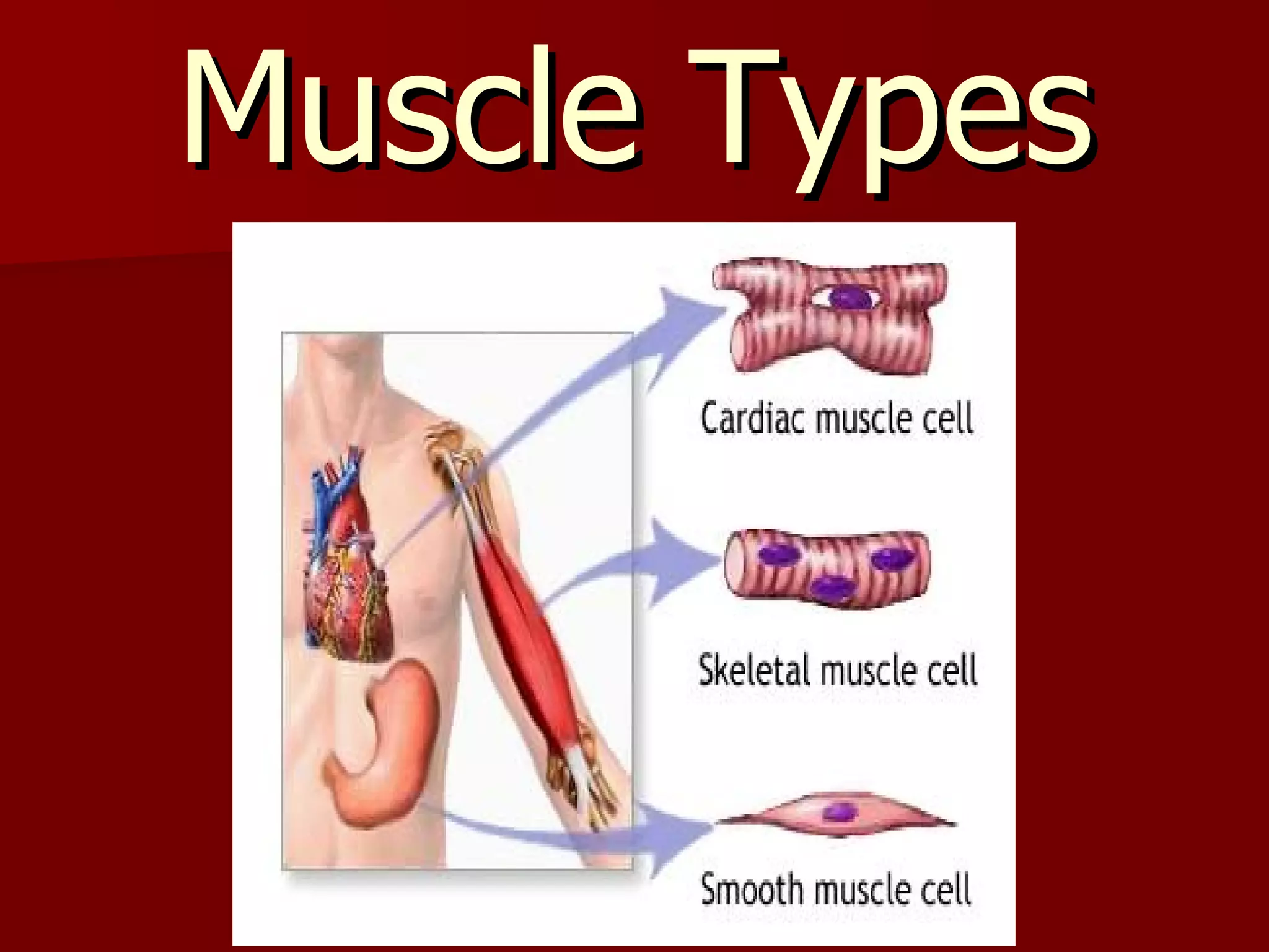 Muscle Types 