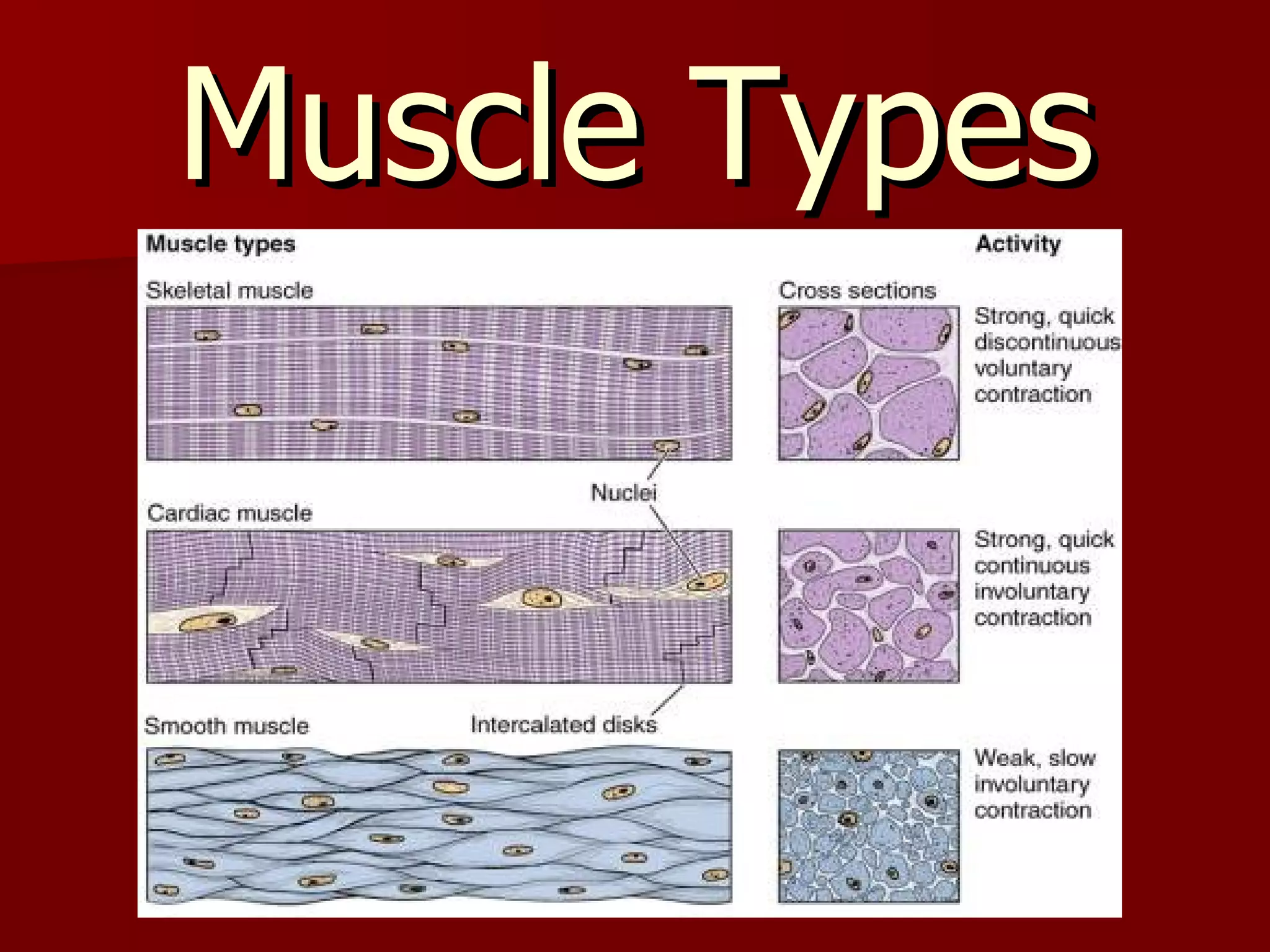 Muscle Types 