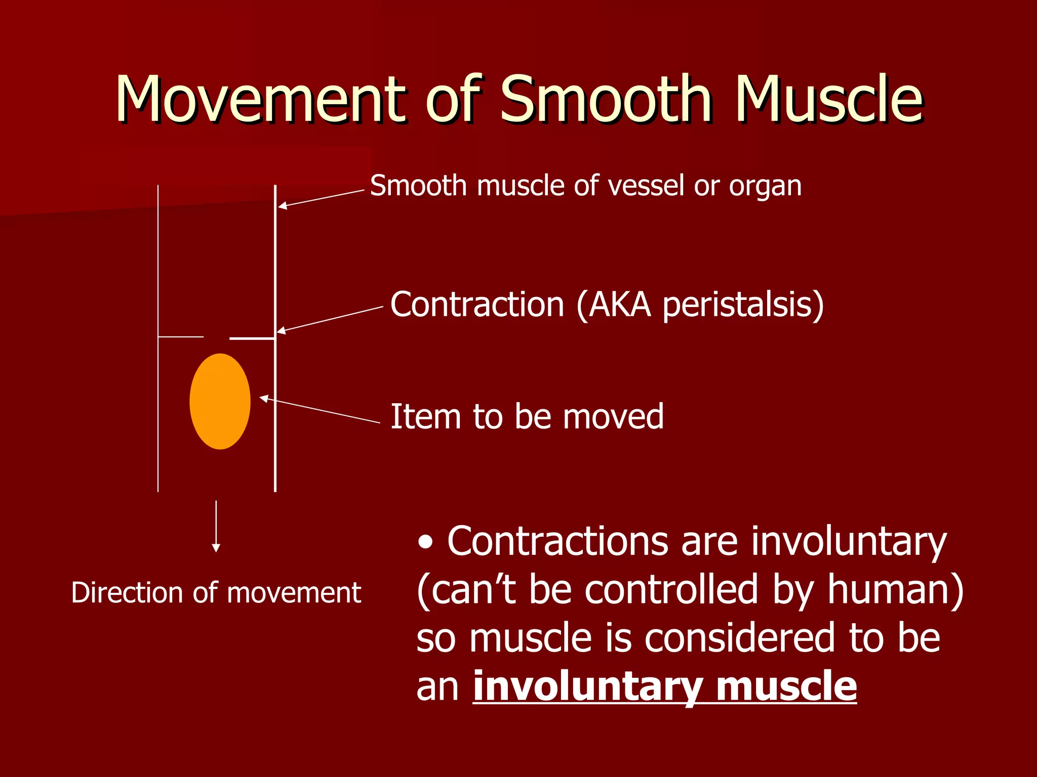 Movement of Smooth Muscle Direction of movement Smooth muscle of vessel or organ Contractions are involuntary (can’t be controlled by human) so muscle is considered to be an  involuntary muscle Contraction (AKA peristalsis) Item to be moved 